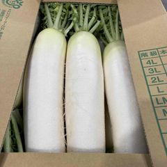 国産　大根（8～10本）