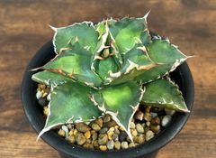 Agave /アガベ チタノタ 福建白鯨 ソーラーエクリプス 強棘 発根剤み 送料込み