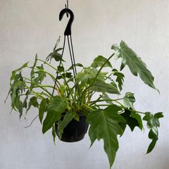 フィカス☆ 人気植物 ガジュマル 昇り龍 縁起物 フィカス☆ 人気植物 ガジュマル 昇り龍 縁起物