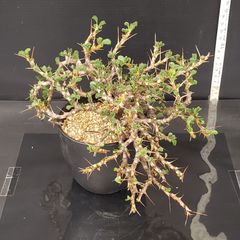 J641【自社養生株】サルコカウロン　バンデリエティアエ（現地球・発根株・鉢植え）【塊根植物】