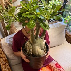 アデニウム　オベスム　特大　塊根植物　コーデックス