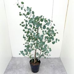 ※売約済※ ユーカリ　ポポラス　11【現品】観葉植物　大型　庭木