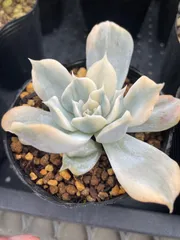 ❤️専用出品❤️リラシナ錦❤️ 葉挿しっ子抜き苗③ 2025年最新】リラシナ錦の人気アイテム - メルカリ