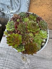 センペルビウム♡写真全部！メルカリ便