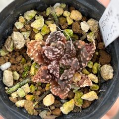 【珍品ハオ】Tulista pumila ’Mini Donut’ syn. Haworthia papillosa ’Mini Donut’ ツリスタ　プミラ　ハオルチア 'ミニドーナツ' 2頭？