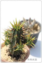 黄彩閣 ユーフォルビア 2号ポット トウダイクサ科 多肉植物 根付苗 多肉永遠