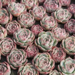 シルエット エケベリア 2寸ポット 韓国苗 弁慶草科 多肉植物 苗