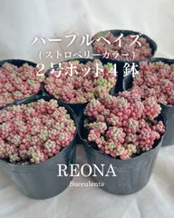 2025年最新】パープルヘイズ 多肉の人気アイテム - メルカリ