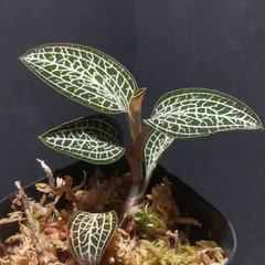 激レア　マコデス　リミィ　東カリマンタン　小苗　ジュエルオーキッド NEW JUNGLE PLANTS 「ジュエルオーキッド」 | AQUA DESIGN AMANO