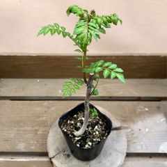 天然・無農薬】 斑入り 山椒/葉山椒 サンショウ/ハザンショウ 抜き苗