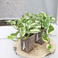2025年最新】ねこチップ植えの人気アイテム - メルカリ