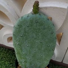 サボテン 大丸盆