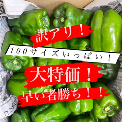 朝採れ　訳アリ新鮮ピーマン　100サイズ