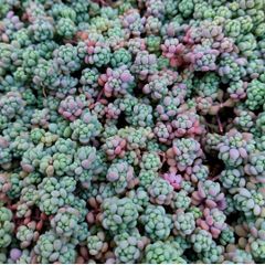 多肉植物セダム　パープルヘイズ30カット【育成説明書付】