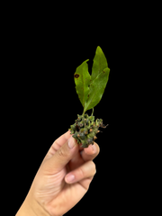 ▽Lecanopteris Spp balgooyi▽ C7 レカノプテリス　バルゴイ【プラネット】アリ植物　シダ　 Wild