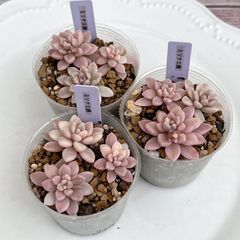 多肉植物 アリエル錦 抜き苗 - メルカリ