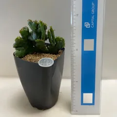 71#多肉植物アエオニウム錦❤️ 女神セッカ ❤️30cm拔き苗 71#多肉植物アエオニウム錦❤️ 女神セッカ ❤️30cm拔き苗