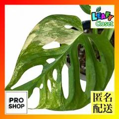 タイサンボク　黄斑入り　8号鉢つき　激レア❗　モンステラ タイサンボク 黄斑入り 8号鉢つき 激レア❗ モンステラ - メルカリ