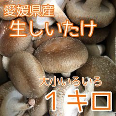 天然なめこ 新鮮 山形県産 きのこ 森の凛さん採取 その182 - メルカリ