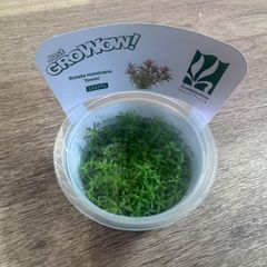 楽天市場】タミヤ ミニ四駆GUP スーパーX・XXローフリクション