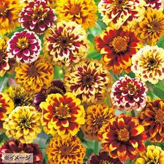 【花の種】ジニア　ジャージーミックス　３０粒　メキシコ百日草