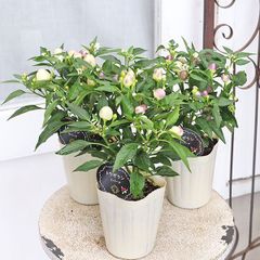 草花苗 観賞用トウガラシ クバーナ 2.5号 カラーリーフ 暑さに強い 丈夫 庭 寄せ植え