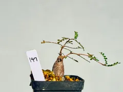 2025年最新】パキプス パワータンクの人気アイテム - メルカリ