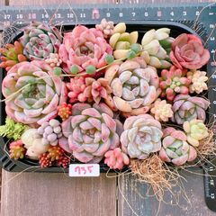 多肉植物 寄せ植えset♡735