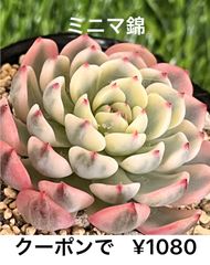 ミニマ錦 多肉植物 多肉 韓国苗 錦 斑入り 覆倫錦
