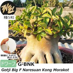 アデニウム ドワーフ 種子 5粒 g-bnk 塊根植物 アラビカム オベスム オベサム アラビクム