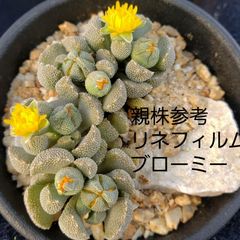 種子１０粒 リネフィルム ブローミー 多肉植物 実生用