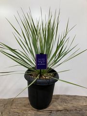 ユッカ　ロストラータ　サファイアスカイ　8寸　観葉植物　ドライガーデン　ガーデニング　庭　屋外　ショップ　かっこいい　オシャレ　サファリ