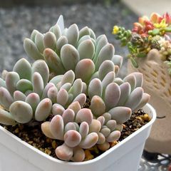 多肉植物 ☘️ ベルブルー いっぱい 抜き苗