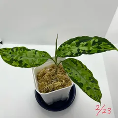2025年最新】Aglaonema pictumの人気アイテム - メルカリ 