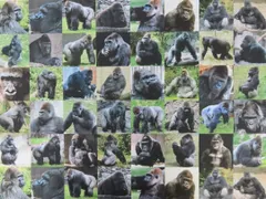 【ゆきちゃん限定】X594 リアルゴリラ 動物 パネル柄 コットン生地 1m