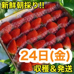 【24日(金)発送】大好評❣️【農家直送】新鮮朝採り‼️かんちゃん農園 甘いいちご