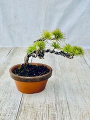 五葉松　小品盆栽　ごようまつ