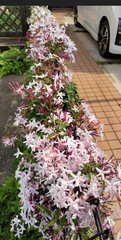 ハゴロモジャスミン 苗 20cm~
