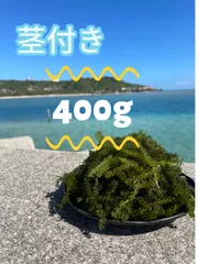 海ぶどう【茎付き】400gぷちぷち奥武島産