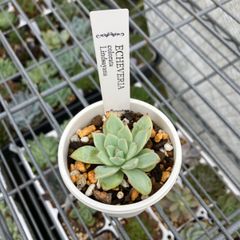 見元園芸さん コロラータ リンゼアナ 抜き苗 多肉植物 モフ多肉