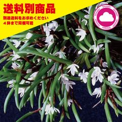 洋蘭 Ceratostylis philippinensis