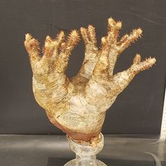 J547【最新到着】Pachypodium　グラキリス（MS）（現地球・抜き苗）【塊根植物】パキポディウム　グラキリス