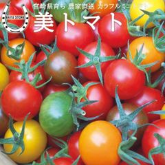 プチトマト ミニトマト  宮崎県 プチトマト くす美農園 美トマト 約1kg カラフルプチトマト 農家直送 【色鮮やかで栄養たっぷり】 トマト 宮崎 九州 生鮮食品 サラダ カラートマト