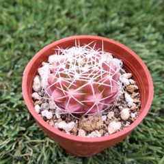 サボテン ギムノカリキウム属 翠晃冠(1寸)
