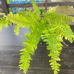 【大株】 ネフロレピス ハッピーマーブル Nephrolepis exaltata ‘Happy Marble’  ボストンファン シダ植物