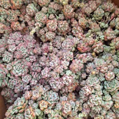 2025年最新】キャラメルスプライト 多肉の人気アイテム - メルカリ 