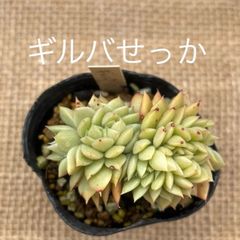 専用です。 ギルバせっか、ルエラ
