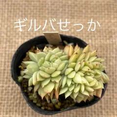 2024年最新】多肉植物せっかの人気アイテム - メルカリ