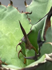 2025年最新】オテロイ 青葉の人気アイテム - メルカリ