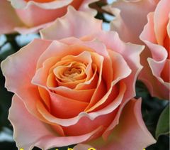 切り花　K1R3P2D4XA2-M3　★大輪　半剣弁高芯咲き★挿し木苗